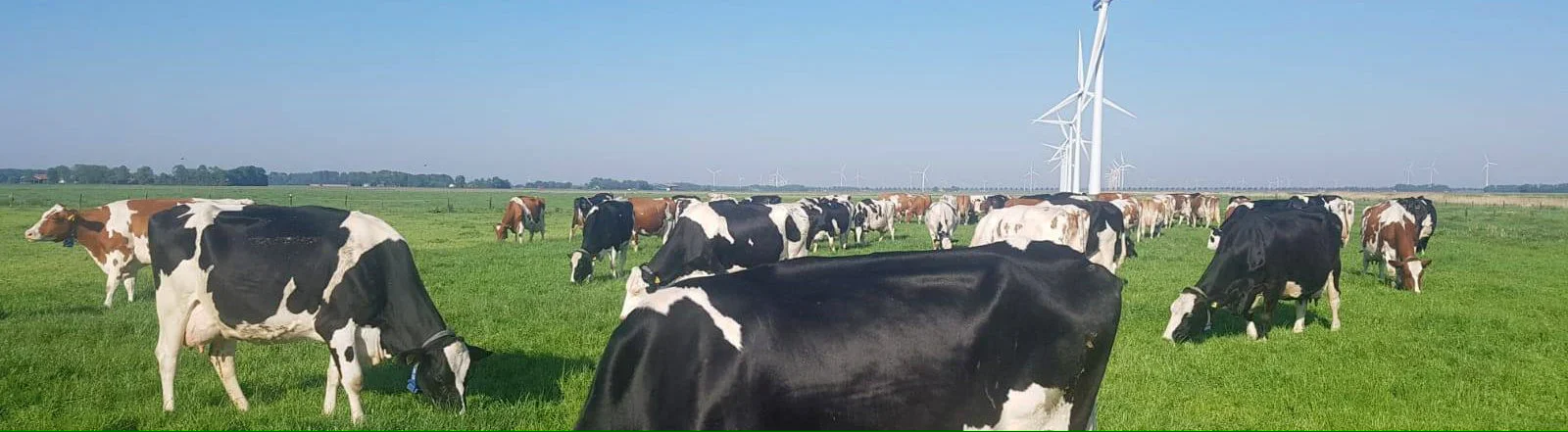 Aeres Hogeschool Dronten en Aeres Farms lanceren nieuwe cursus Middelbaar Kader Melkveehouderij