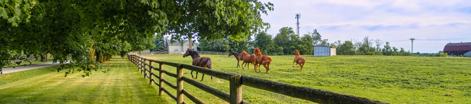 Flinke subsidie voor onderzoek naar biodiversiteit op paardenhouderijen