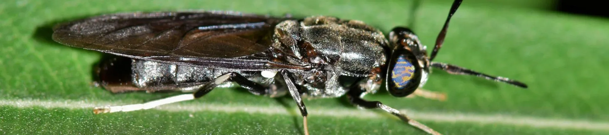 Insecten kunnen mogelijk een rol spelen in stikstofreductie 