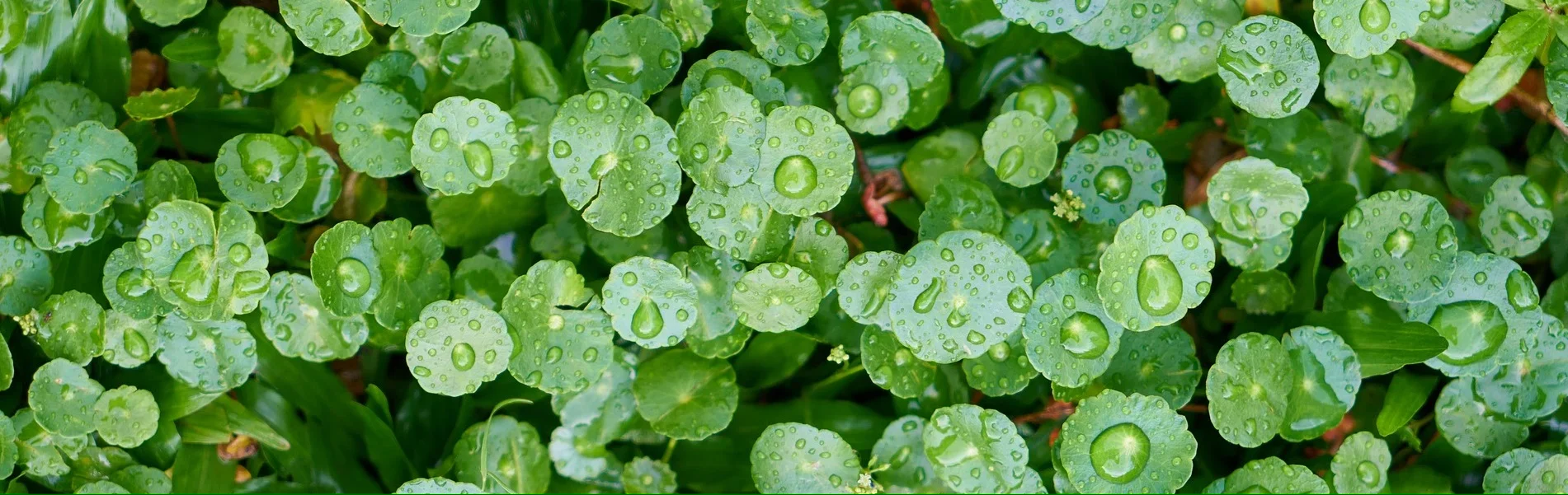 Groene blaadjes met waterdruppels