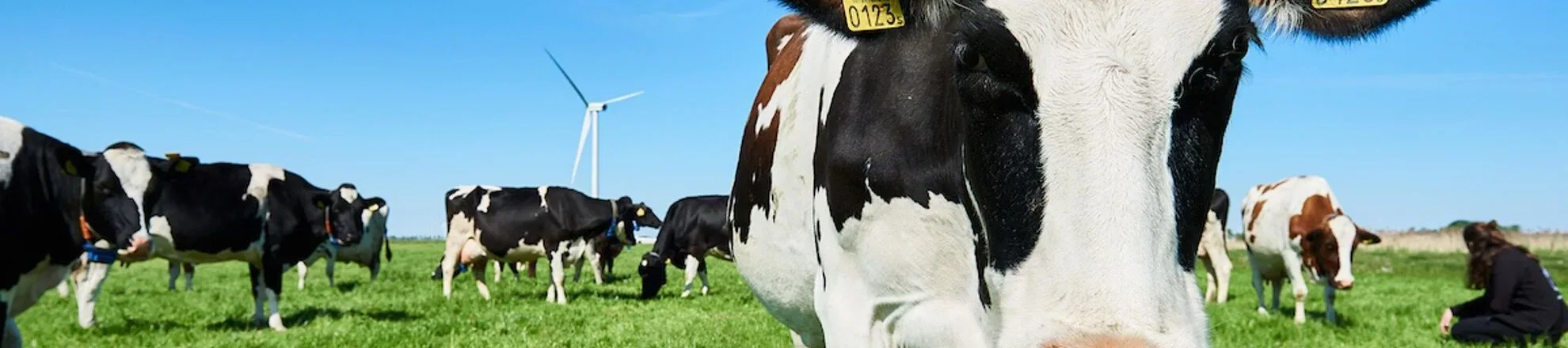 koeien in wei melkveebedrijf aeres farms aeres hogeschool dronten