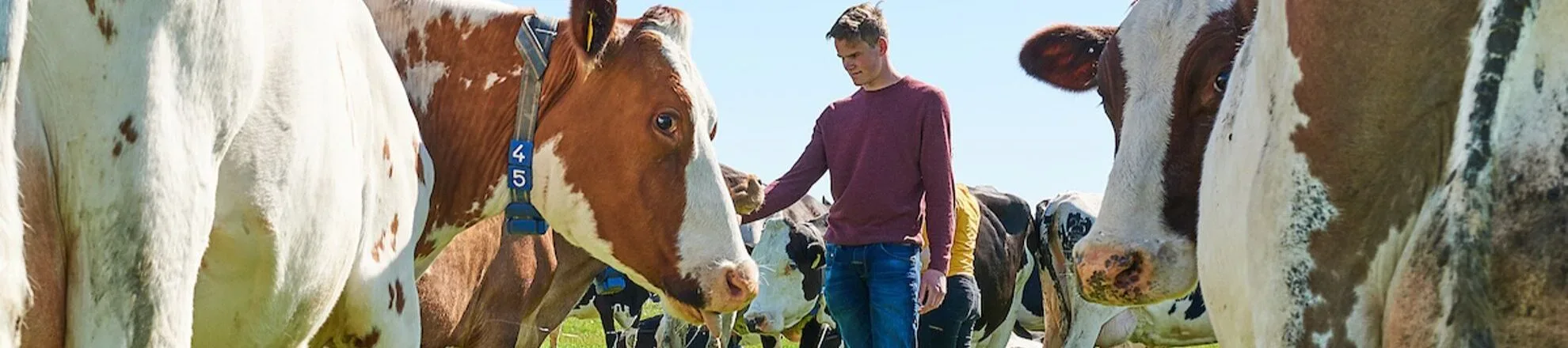 student in wei met koeien aeres farms aeres hogeschool dronten