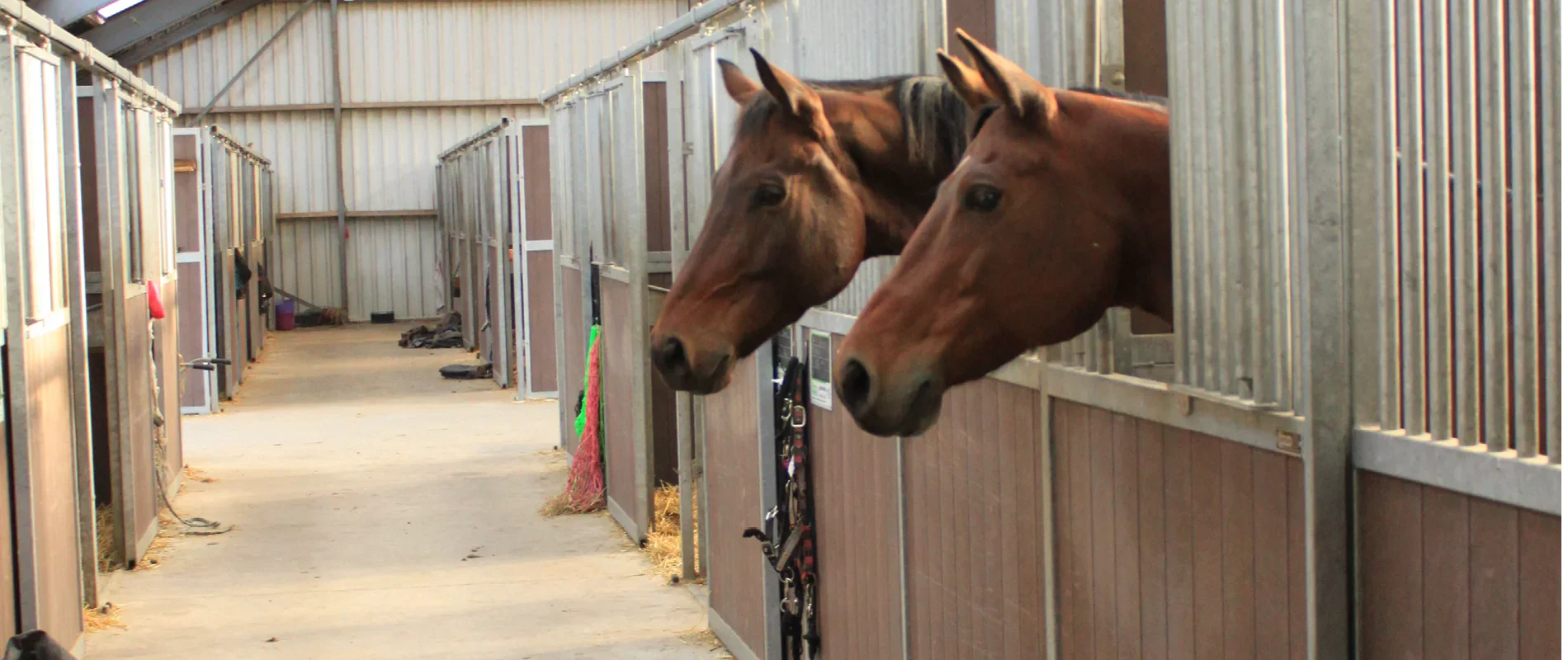 Paard Paardenplaats