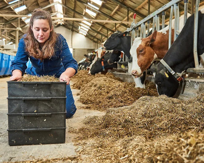 voer voeding melkvee koeien melkveehouderij student