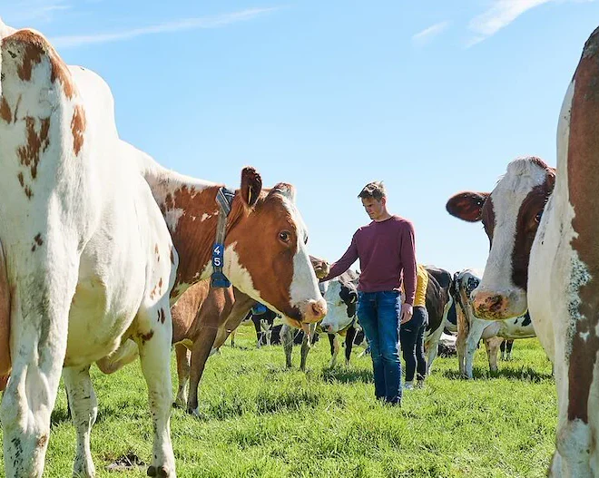 student in wei met koeien aeres farms aeres hogeschool dronten