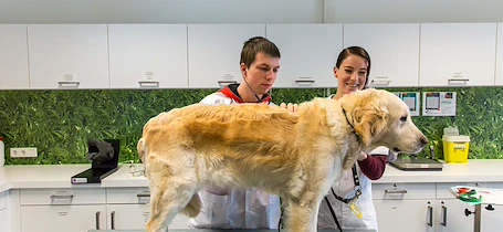 Aeres MBO Dierverzorging hond bij dierenarts