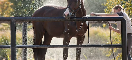 Paard verzorgen