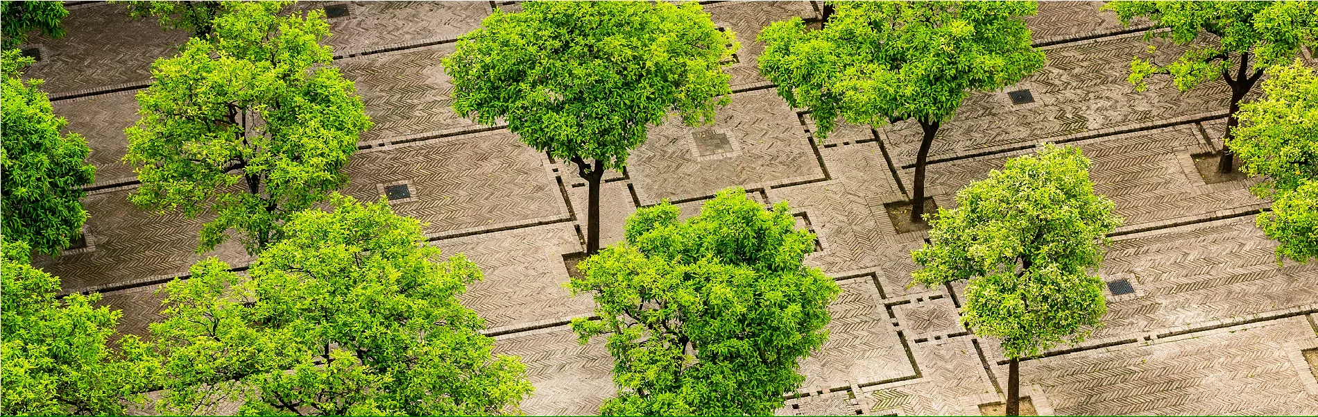 Bomenrijen op een plein