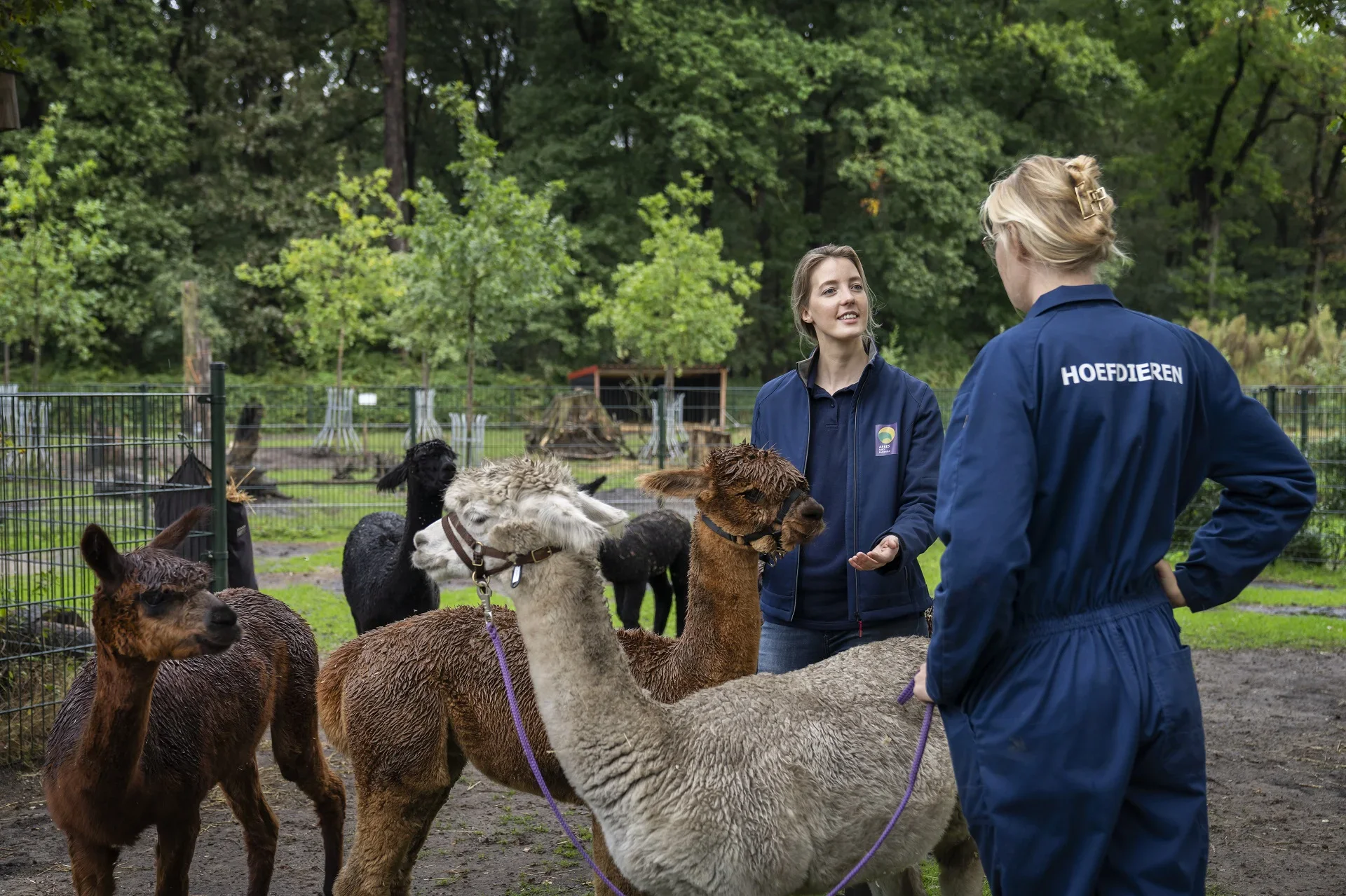 Aeres docent met alpaca's