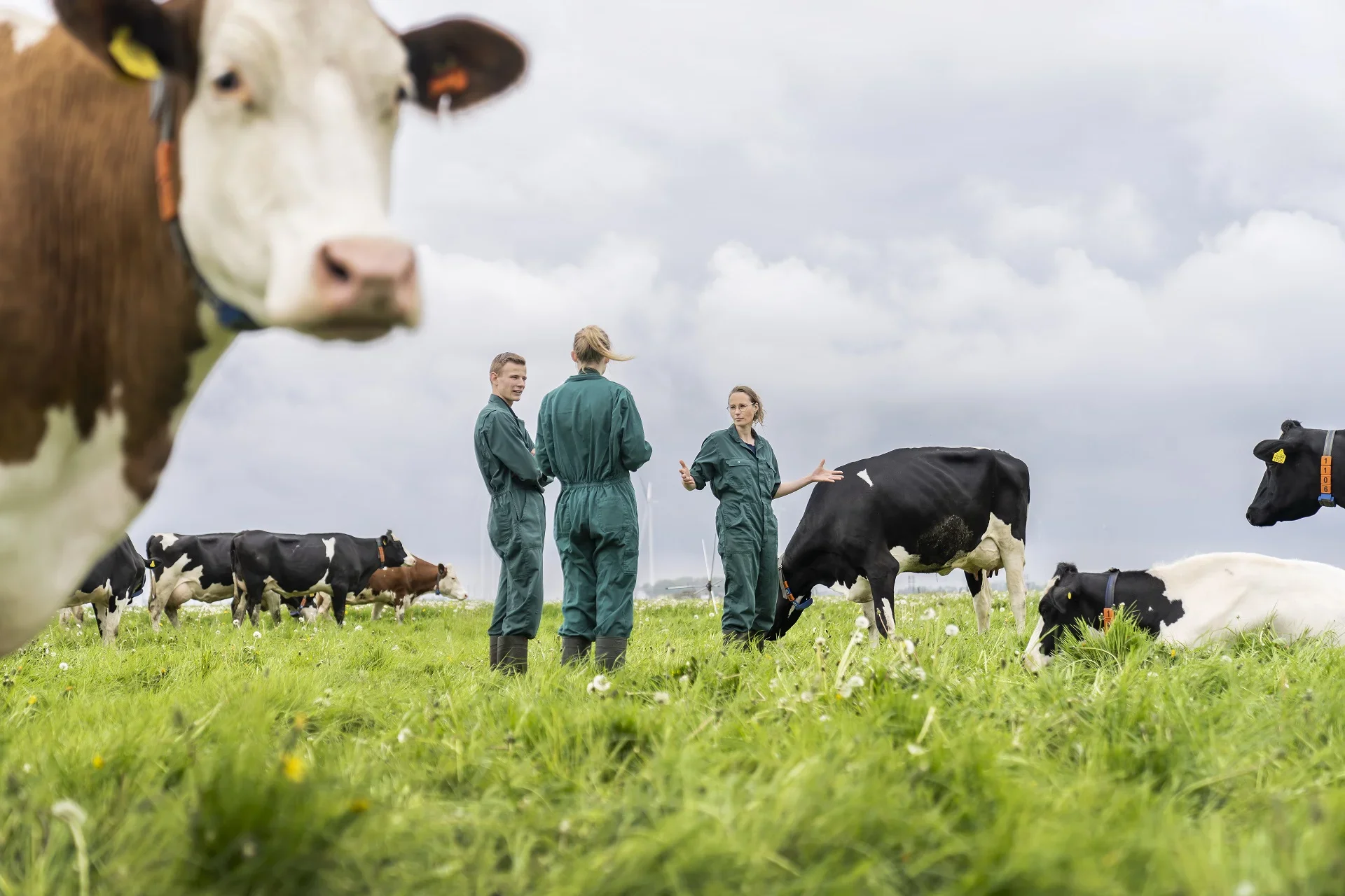 Aeres veehouderij studenten in wei met koeien